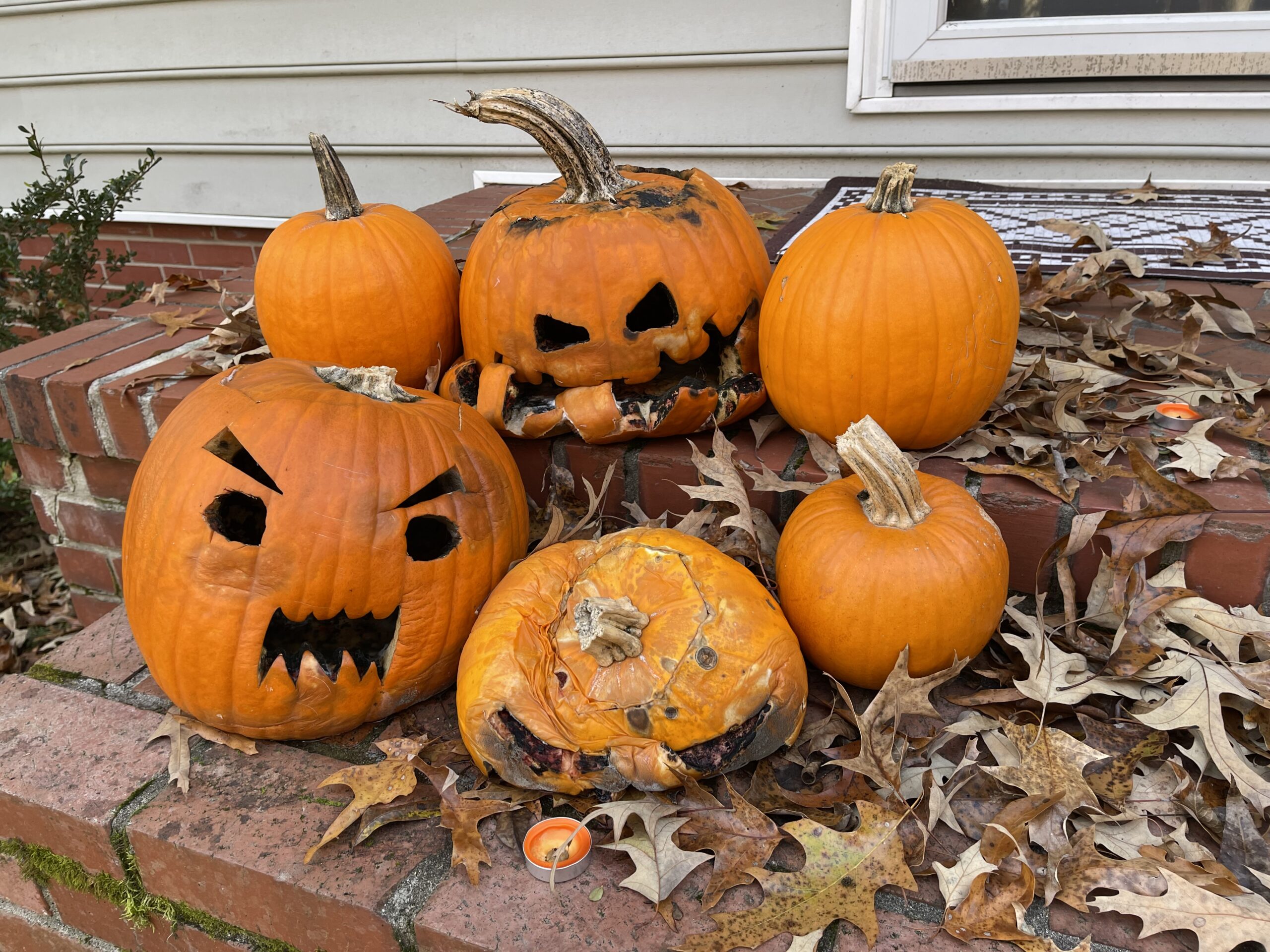 Pumpkin northeast regional library